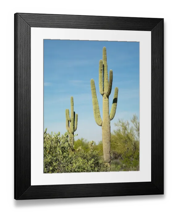 Framed Print : Arizona, Sonoran Desert, Tonto National Forest. Multi-armed saguaro cacti scene Framed Print : Arizona, Sonoran Desert, Tonto National Forest. Multi-armed saguaro cacti scene