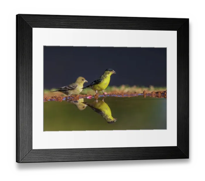 Framed Print : Lesser goldfinch pair getting a drink, USA, Arizona Framed Print : Lesser goldfinch pair getting a drink, USA, Arizona