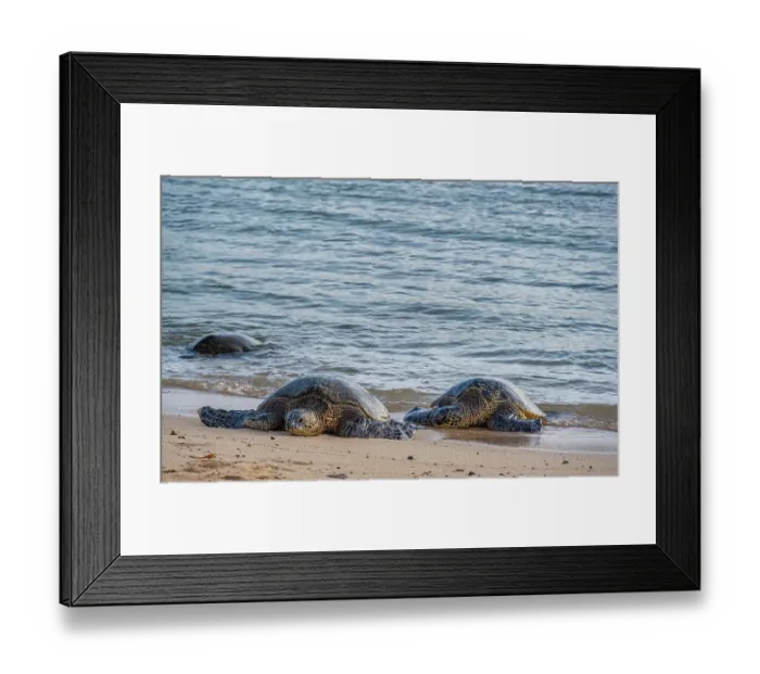 Framed Print : USA, Kauai, Hawaii. Endangered green sea turtles on Kauai south shore Framed Print : USA, Kauai, Hawaii. Endangered green sea turtles on Kauai south shore