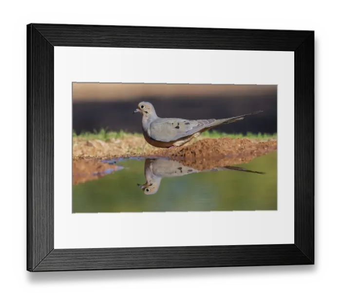 Framed Print : Mourning dove drinking from pond, USA, Arizona Framed Print : Mourning dove drinking from pond, USA, Arizona