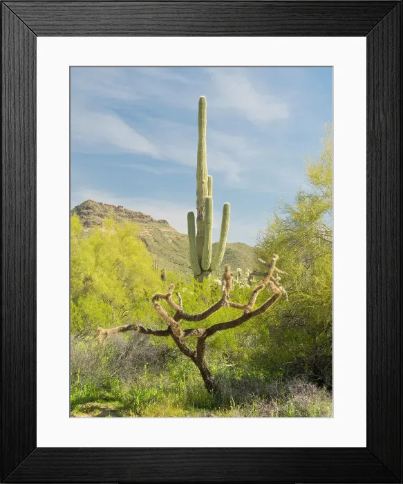 Framed Print : Arizona, Sonoran Desert, Tonto National Forest. Multi-armed old saguaro cactus with chain fruit cholla cactus skeleton Framed Print : Arizona, Sonoran Desert, Tonto National Forest. Multi-armed old saguaro cactus with chain fruit cholla cactus skeleton