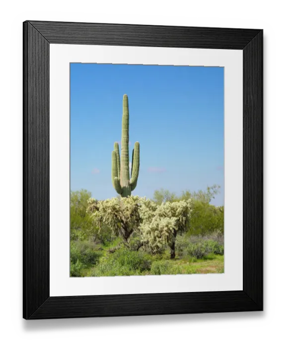 Framed Print : Arizona, Sonoran Desert, Tonto National Forest. Saguaro cactus and chain fruit cholla cactus Framed Print : Arizona, Sonoran Desert, Tonto National Forest. Saguaro cactus and chain fruit cholla cactus