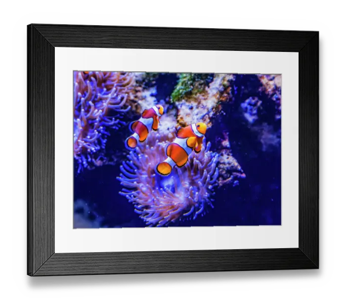 Framed Print : Colorful clownfish anemonefish swimming, Waikiki, Oahu, Hawaii. Found in coral and reefs in tropical waters Framed Print : Colorful clownfish anemonefish swimming, Waikiki, Oahu, Hawaii. Found in coral and reefs in tropical waters