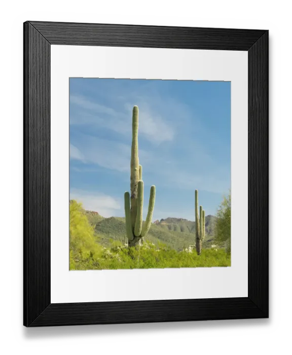 Framed Print : Arizona, Sonoran Desert, Tonto National Forest. Multi-armed saguaro cacti scene Framed Print : Arizona, Sonoran Desert, Tonto National Forest. Multi-armed saguaro cacti scene
