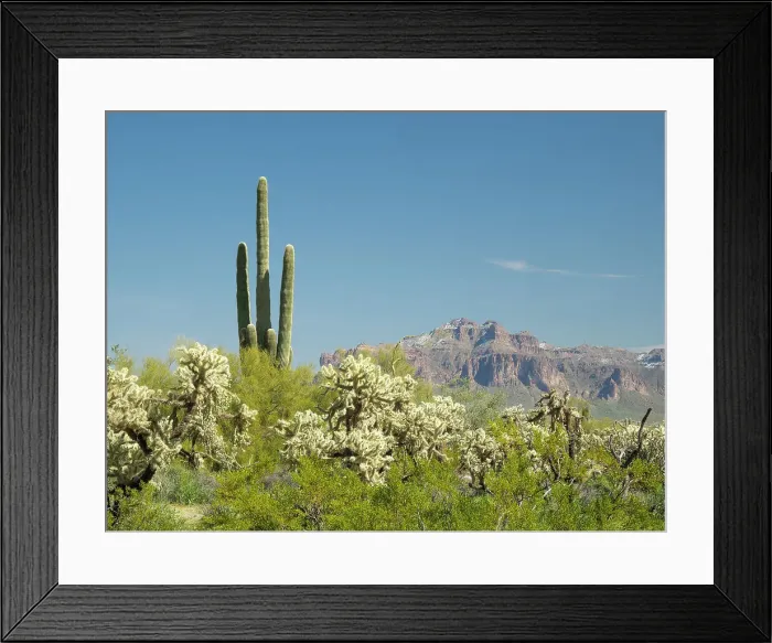 Framed Print : Arizona, Sonoran Desert, Tonto National Forest. Old saguaro cactus with chain fruit cholla cactus and Pass Mountain Framed Print : Arizona, Sonoran Desert, Tonto National Forest. Old saguaro cactus with chain fruit cholla cactus and Pass Mountain