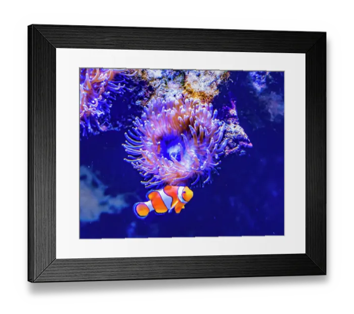 Framed Print : Colorful clownfish anemonefish, Waikiki, Oahu, Hawaii. Found in coral and reefs in tropical waters Framed Print : Colorful clownfish anemonefish, Waikiki, Oahu, Hawaii. Found in coral and reefs in tropical waters