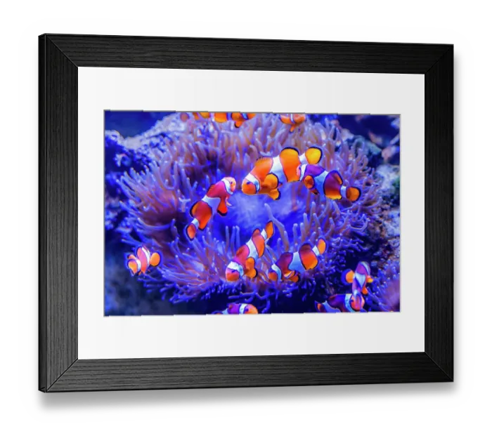Framed Print : Colorful clownfish anemonefish, Waikiki, Oahu, Hawaii. Found in coral and reefs in tropical waters Framed Print : Colorful clownfish anemonefish, Waikiki, Oahu, Hawaii. Found in coral and reefs in tropical waters