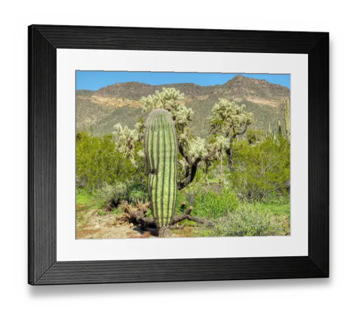 Framed Print : Arizona, Sonoran Desert, Tonto National Forest. California barrel cactus with chain fruit cholla cactus