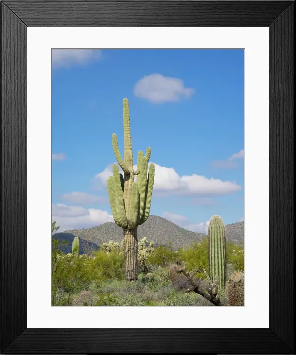 Framed Print : Arizona, Sonoran Desert, Tonto National Forest. Old majestic multi-armed saguaro cactus Framed Print : Arizona, Sonoran Desert, Tonto National Forest. Old majestic multi-armed saguaro cactus