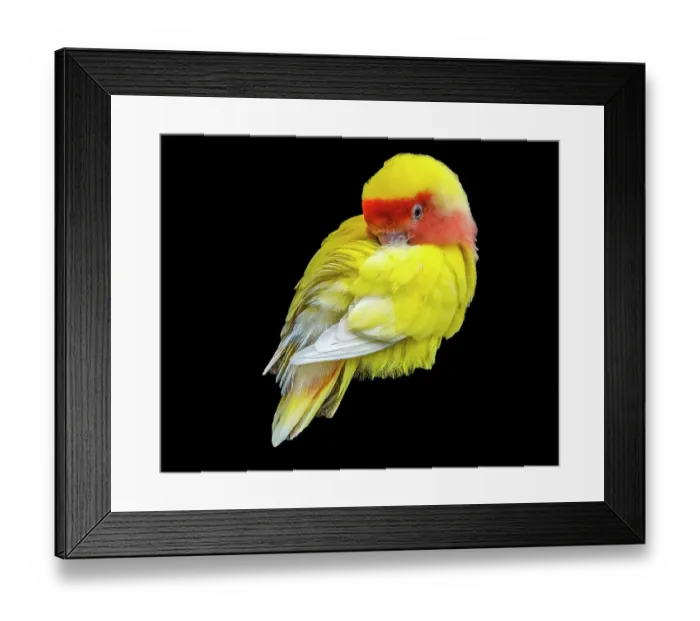 Framed Print : Colorful red yellow lovebird, Oahu, Hawaii. Originally from Madagascar