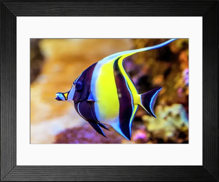 Framed Print : Colorful idol fish, Waikiki, Oahu, Hawaii Framed Print : Colorful idol fish, Waikiki, Oahu, Hawaii