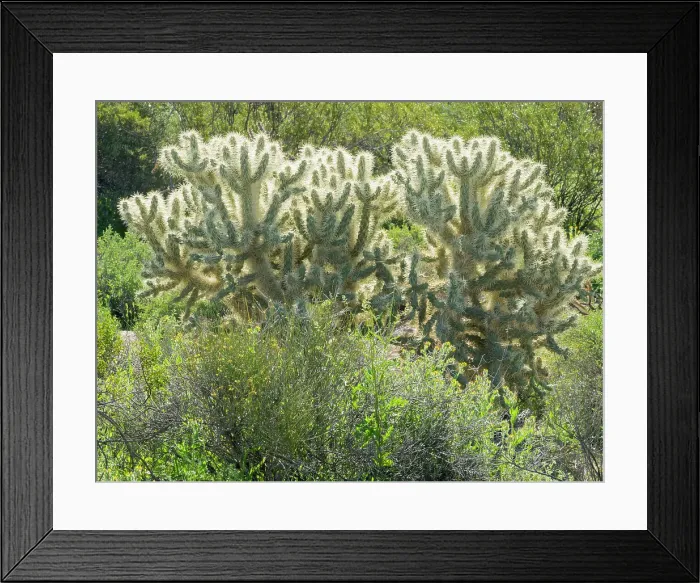 Framed Print : Arizona, Sonoran Desert, Tonto National Forest. Backlit Jumping cholla cactus Framed Print : Arizona, Sonoran Desert, Tonto National Forest. Backlit Jumping cholla cactus