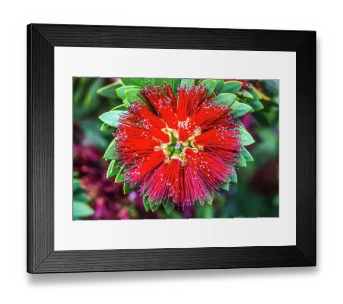 Framed Print : Red Ohia Lehua flower, Waikiki, Honolulu, Hawaii. Ohia are native to Hawaii and tree is sacred to Hawaiians because of its relationship to the volcano god Pele