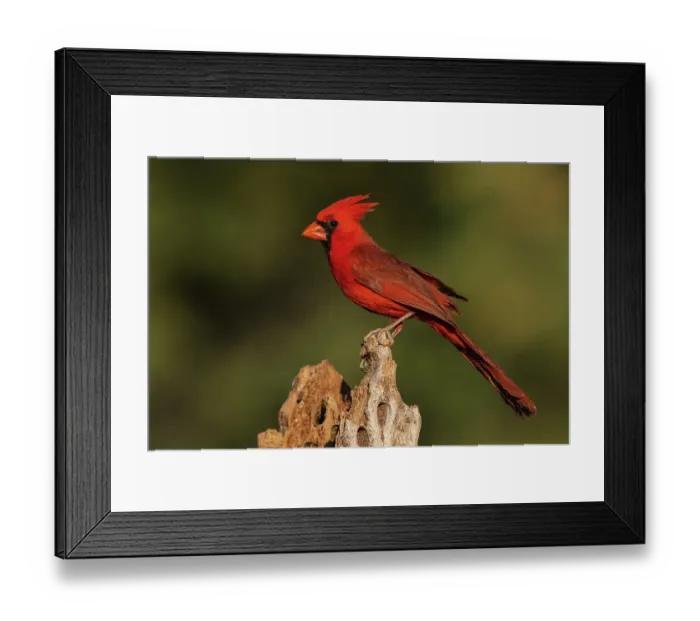 Framed Print : Northern cardinal male portrait, USA, Arizona Framed Print : Northern cardinal male portrait, USA, Arizona