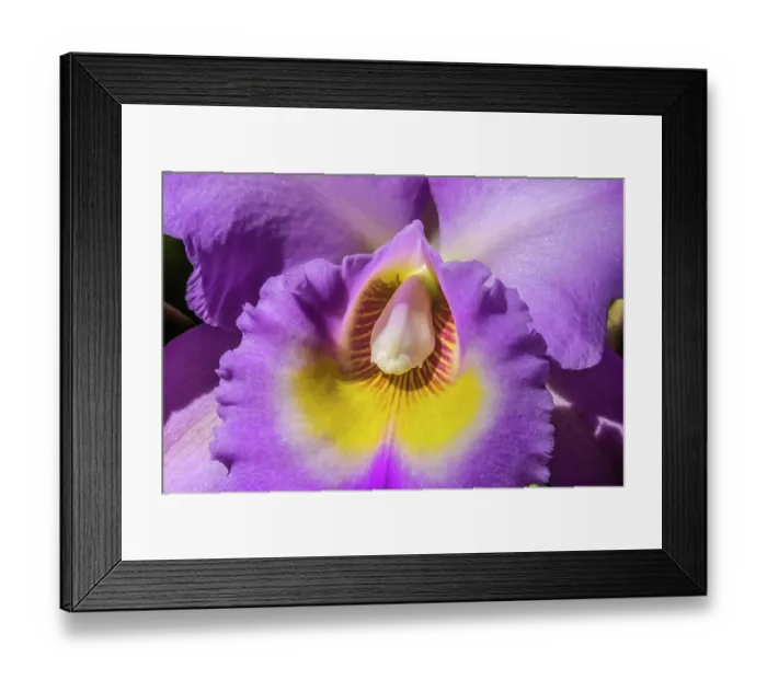 Framed Print : Colorful purple yellow cattleya terrestrial orchid flower, Honolulu, Hawaii