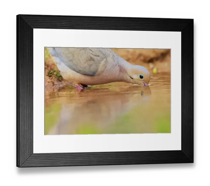 Framed Print : Mourning dove drinking from pond, USA, Arizona Framed Print : Mourning dove drinking from pond, USA, Arizona