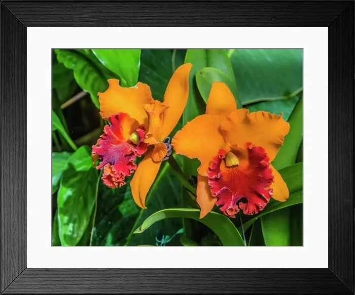 Framed Print : Colorful cattleya terrestrial orchid flower, Honolulu, Hawaii