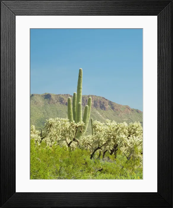 Framed Print : Arizona, Sonoran Desert, Tonto National Forest. Chain fruit cholla and multi-armed saguaro cactus with Pass Mountain Framed Print : Arizona, Sonoran Desert, Tonto National Forest. Chain fruit cholla and multi-armed saguaro cactus with Pass Mountain