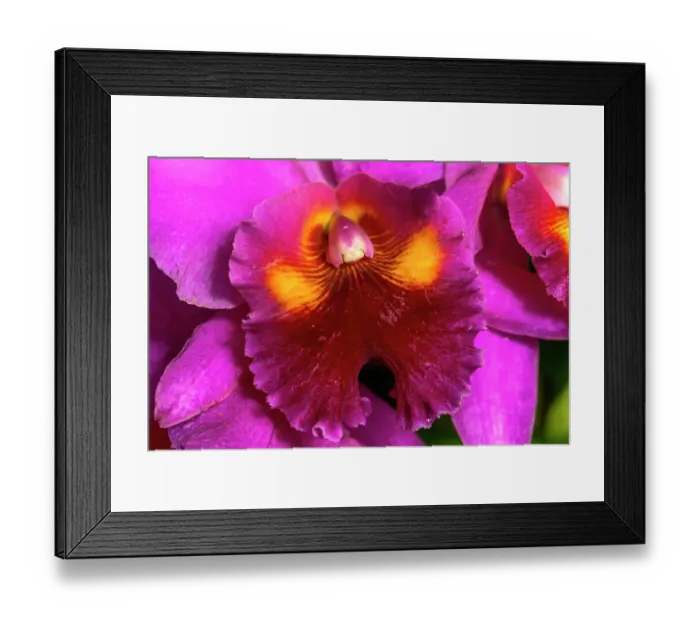 Framed Print : Colorful cattleya terrestrial orchid flower, Honolulu, Hawaii Framed Print : Colorful cattleya terrestrial orchid flower, Honolulu, Hawaii