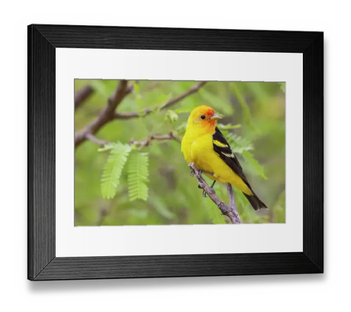 Framed Print : Western tanager, migration stop in Southern Arizona, USA