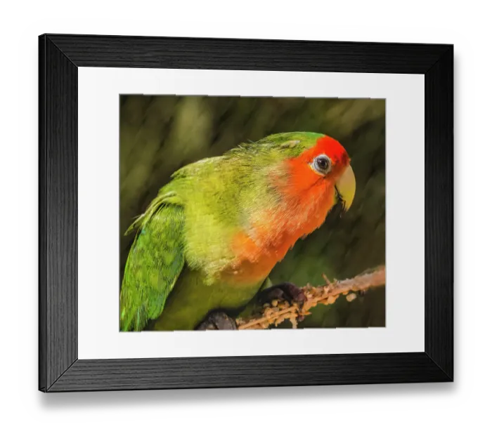 Framed Print : Colorful rose-faced lovebird, Oahu, Hawaii. Originally from Madagascar Framed Print : Colorful rose-faced lovebird, Oahu, Hawaii. Originally from Madagascar