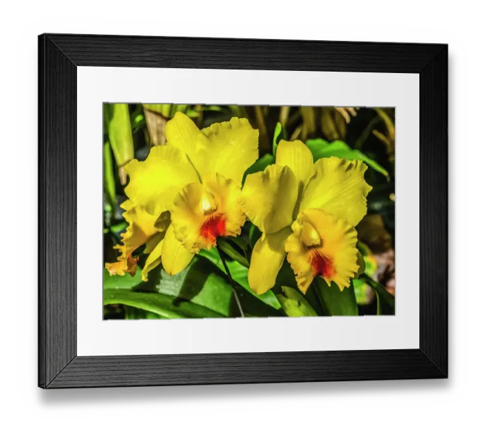 Framed Print : Colorful yellow red cattleya terrestrial orchid flower, Honolulu, Hawaii Framed Print : Colorful yellow red cattleya terrestrial orchid flower, Honolulu, Hawaii