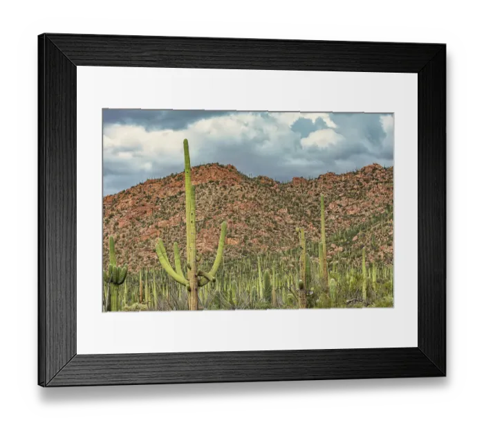 Framed Print : Saguaro National Park around Tucson, Arizona Framed Print : Saguaro National Park around Tucson, Arizona