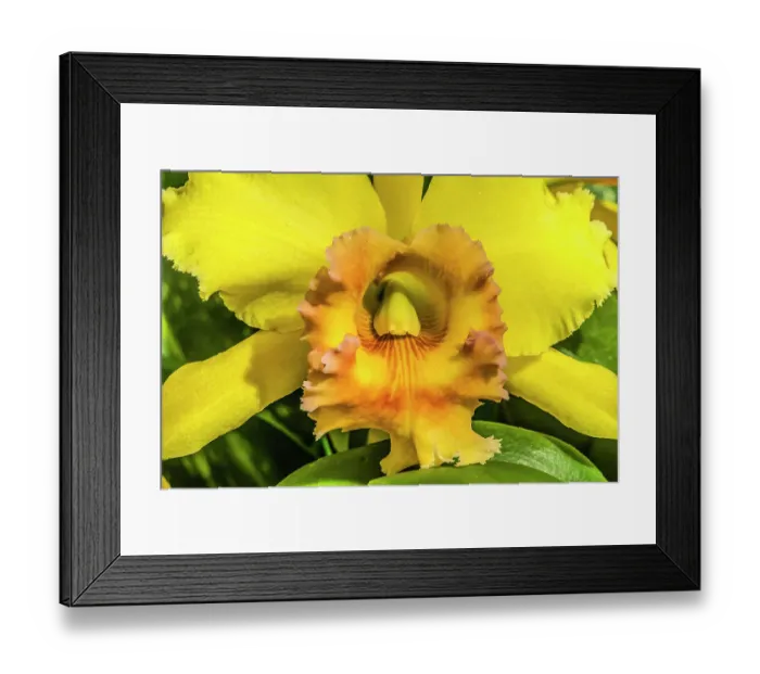 Framed Print : Colorful yellow cattleya terrestrial orchid flower, Honolulu, Hawaii