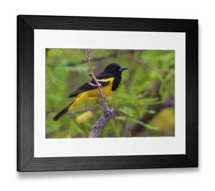 Framed Print : Male Scott's oriole, USA, Arizona Framed Print : Male Scott's oriole, USA, Arizona