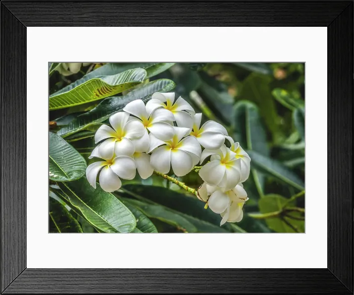 Framed Print : Frangipani plumeria, Waikiki, Honolulu, Hawaii. Plumeria flowers make fragrant beautiful leis Framed Print : Frangipani plumeria, Waikiki, Honolulu, Hawaii. Plumeria flowers make fragrant beautiful leis