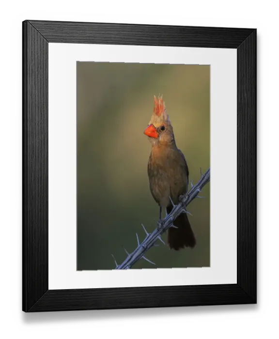 Framed Print : Northern cardinal female in the spotlight, USA, Arizona Framed Print : Northern cardinal female in the spotlight, USA, Arizona