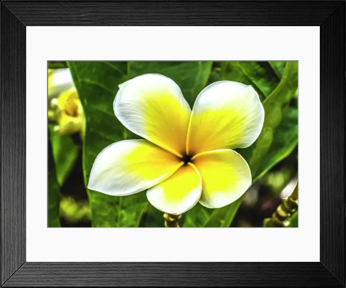 Framed Print : Frangipani plumeria, Waikiki, Honolulu, Hawaii. Plumeria flowers make fragrant beautiful leis Framed Print : Frangipani plumeria, Waikiki, Honolulu, Hawaii. Plumeria flowers make fragrant beautiful leis