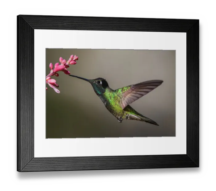 Framed Print : Rivoli's hummingbird foraging on yucca blooms, Arizona, USA Framed Print : Rivoli's hummingbird foraging on yucca blooms, Arizona, USA