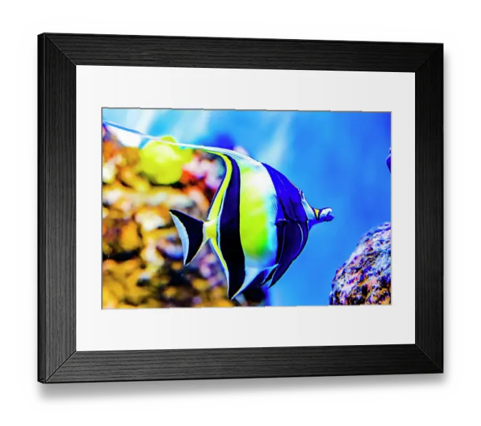 Framed Print : Colorful Moorish idol fish, Waikiki, Oahu, Hawaii