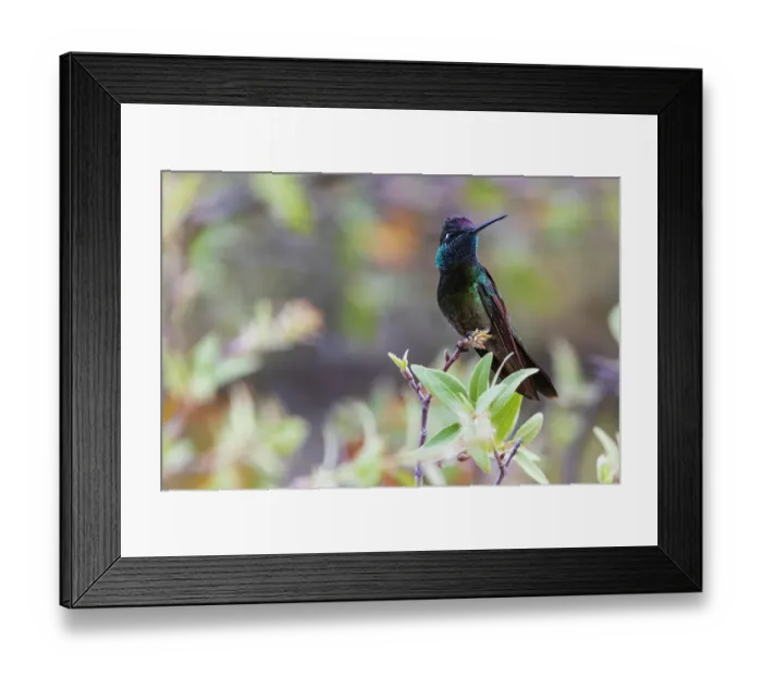 Framed Print : Rivoli's hummingbird, territory watch, Arizona, USA Framed Print : Rivoli's hummingbird, territory watch, Arizona, USA