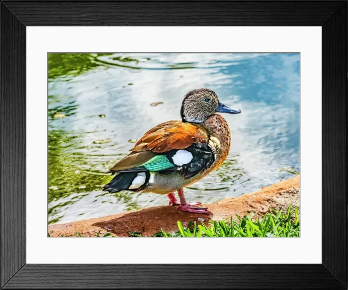 Framed Print : Colorful female green-winged American teal duck, Waikiki, Honolulu, Hawaii. Native to North America