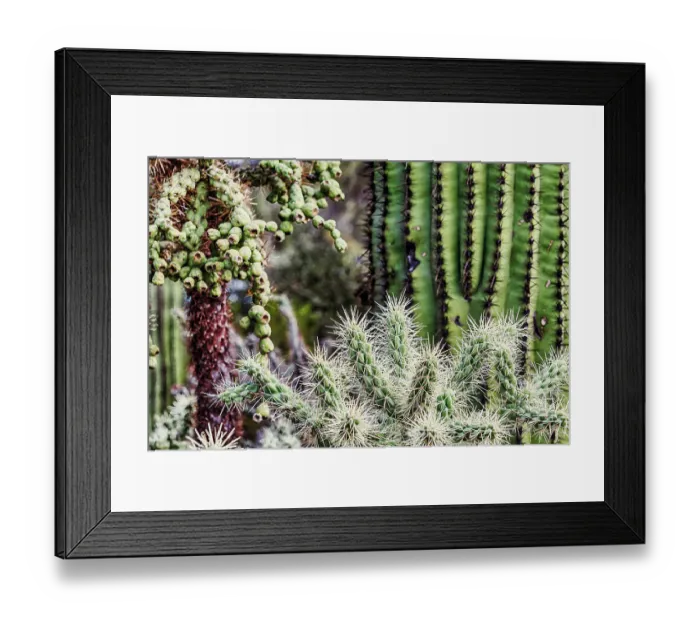 Framed Print : Saguaro National Park around Tucson, Arizona Framed Print : Saguaro National Park around Tucson, Arizona