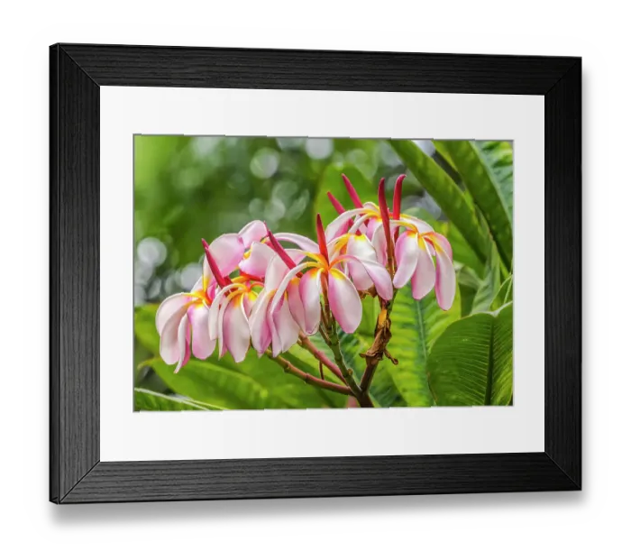 Framed Print : Pink frangipani plumeria, Waikiki, Honolulu, Hawaii. Plumeria flowers make fragrant beautiful leis Framed Print : Pink frangipani plumeria, Waikiki, Honolulu, Hawaii. Plumeria flowers make fragrant beautiful leis