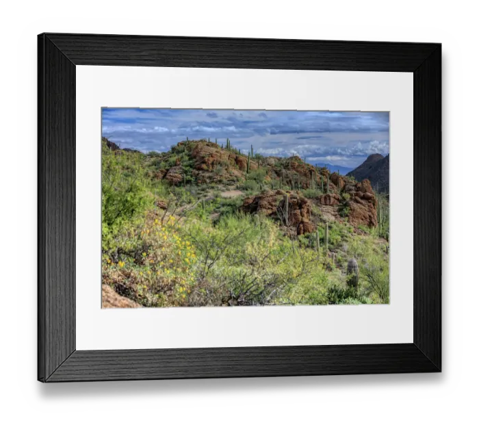 Framed Print : Saguaro National Park around Tucson, Arizona Framed Print : Saguaro National Park around Tucson, Arizona