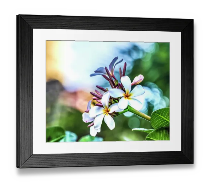 Framed Print : Pink frangipani plumeria, Waikiki, Honolulu, Hawaii. Plumeria flowers make fragrant beautiful leis Framed Print : Pink frangipani plumeria, Waikiki, Honolulu, Hawaii. Plumeria flowers make fragrant beautiful leis