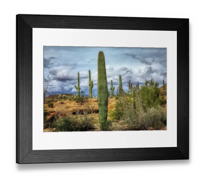 Framed Print : Saguaro National Park around Tucson, Arizona