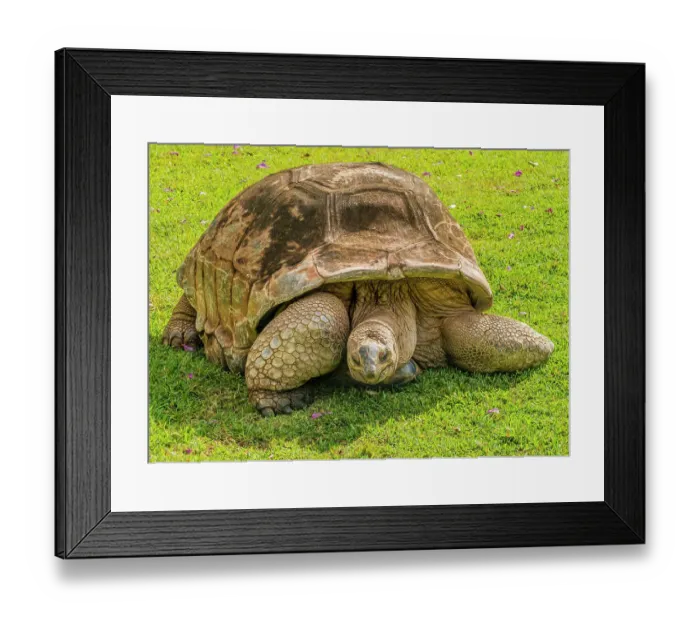 Framed Print : Aldabra giant tortoise, Waikiki, Hawaii. Native to Madagascar, tortoises can live to a 200 years old Framed Print : Aldabra giant tortoise, Waikiki, Hawaii. Native to Madagascar, tortoises can live to a 200 years old