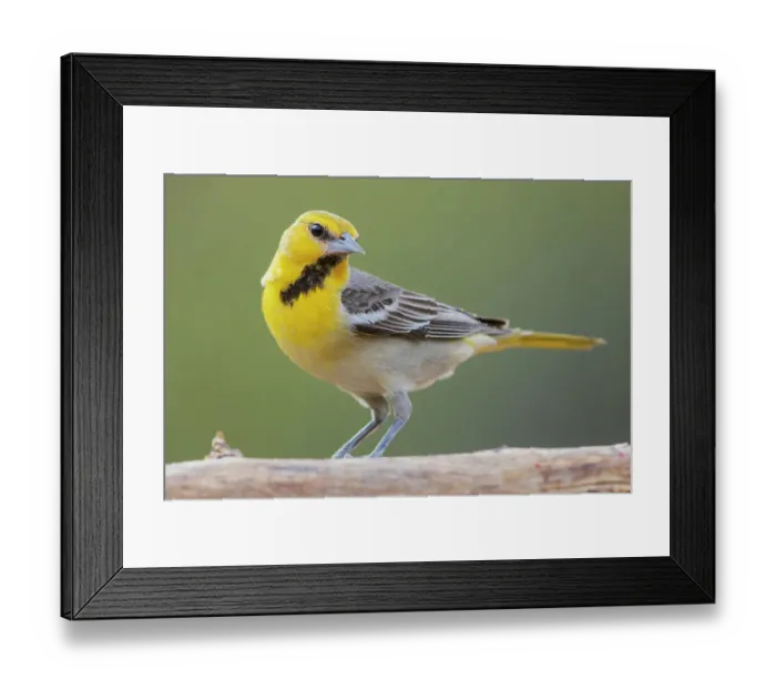 Framed Print : Female Scott's oriole, USA, Arizona