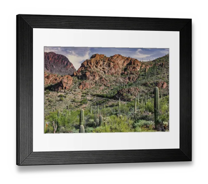 Framed Print : Saguaro National Park around Tucson, Arizona Framed Print : Saguaro National Park around Tucson, Arizona
