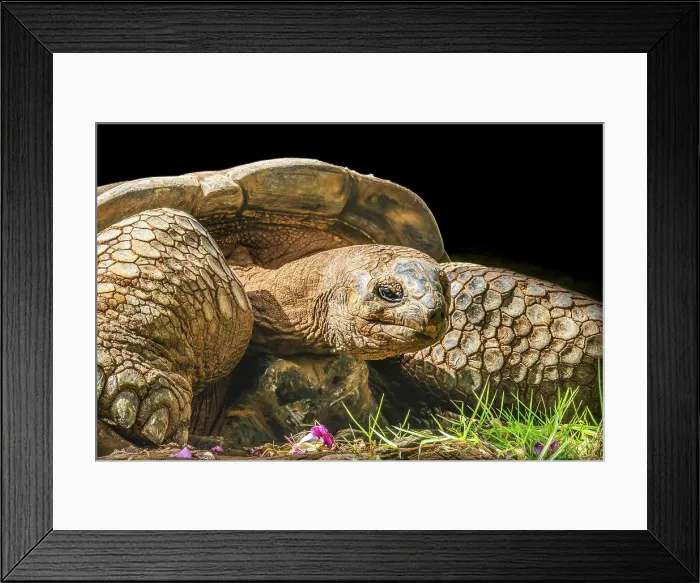 Framed Print : Aldabra giant tortoise, Waikiki, Hawaii. Native to Madagascar, tortoises can live to a 200 years old Framed Print : Aldabra giant tortoise, Waikiki, Hawaii. Native to Madagascar, tortoises can live to a 200 years old