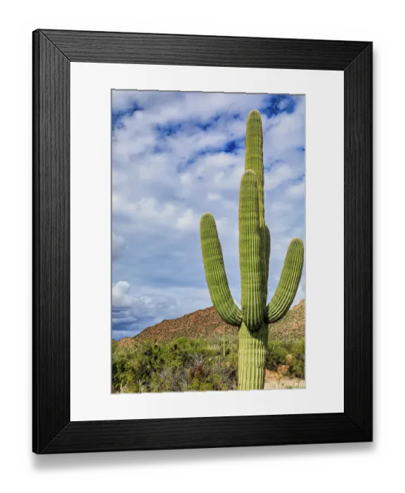 Framed Print : Saguaro National Park around Tucson, Arizona Framed Print : Saguaro National Park around Tucson, Arizona