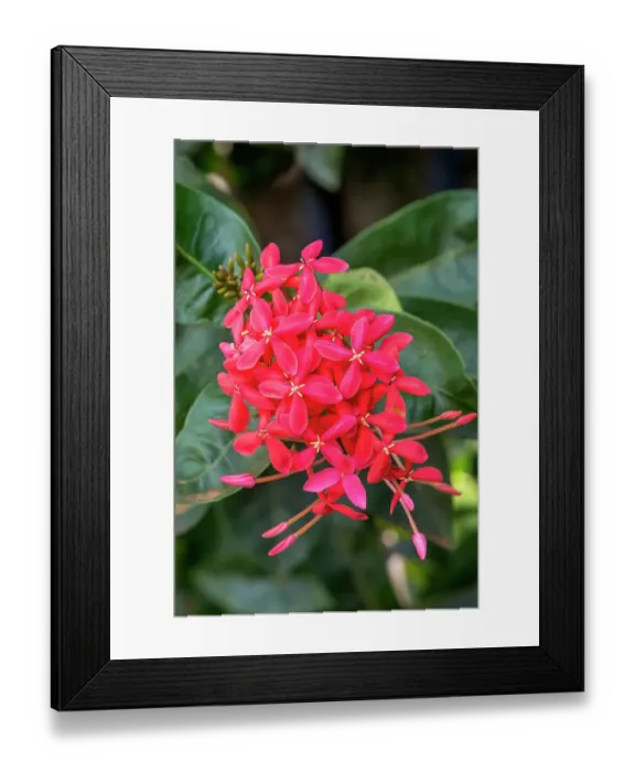 Framed Print : Colorful bright red West Indian jasmine, Honolulu, Hawaii. Tropical plant from Asia Framed Print : Colorful bright red West Indian jasmine, Honolulu, Hawaii. Tropical plant from Asia