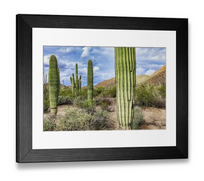Framed Print : Saguaro National Park around Tucson, Arizona Framed Print : Saguaro National Park around Tucson, Arizona