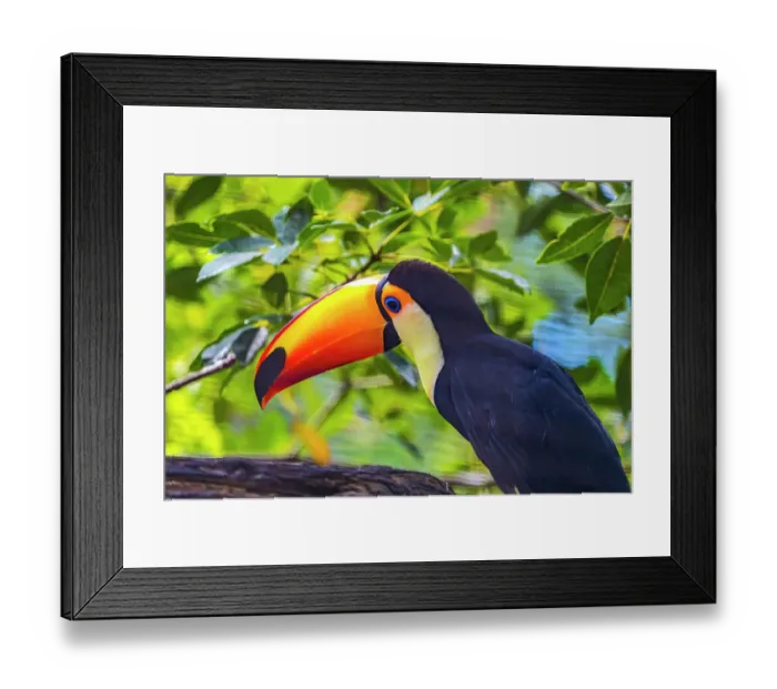 Framed Print : Colorful Toco Toucan, Waikiki, Honolulu, Hawaii. Tropical bird is native to South America