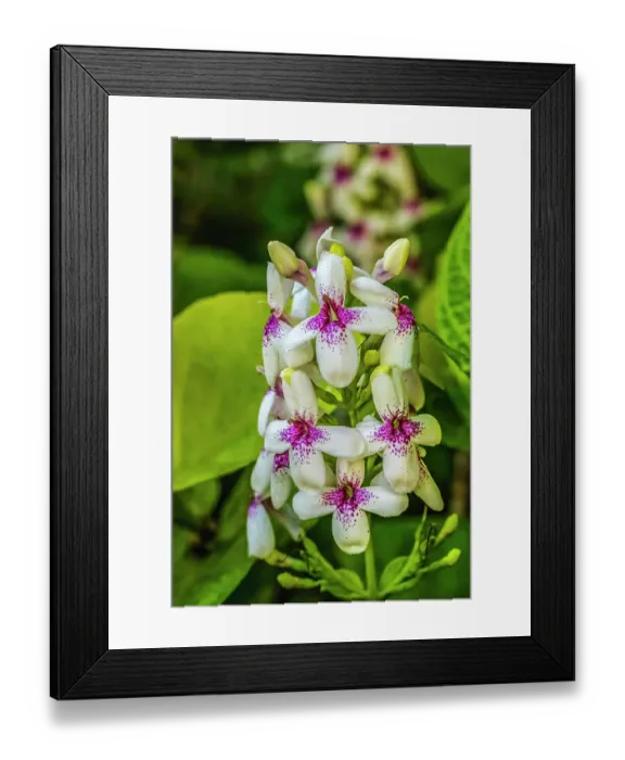 Framed Print : Purple white eranthemum, Honolulu, Hawaii. Native to Pacific Islands Framed Print : Purple white eranthemum, Honolulu, Hawaii. Native to Pacific Islands